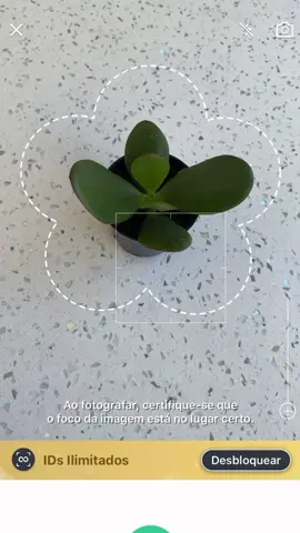 Como reconhecer sua planta através do App Picture This! #jardinagem #teamplantas #plantas #garden #gardening #plants #app #aplicativo