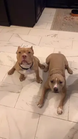 the patient one vs. the impatient one #rescue #pitbull #fosterdog #bullies #xyzbca