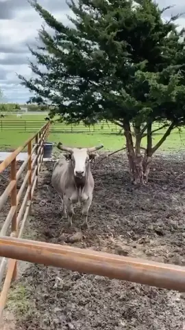 Jose Vitor Leme is bringing your nonstop bulls on the ‘gram #josevitorleme #pbr #bullriding #pbrbull #8seconds