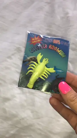 Lets grow a yellow Lobster!🦞 #lobster