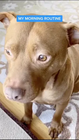 I don’t just wake up with all this swagger. #tatumtalks #dogsoftiktok #foryou