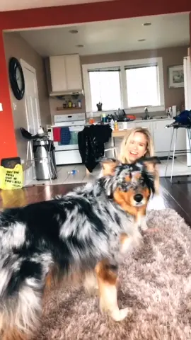 It definitely worked #dog #dogs #australianshepherd #cute #funny #dogchchallenge #foryou #fyp #viral