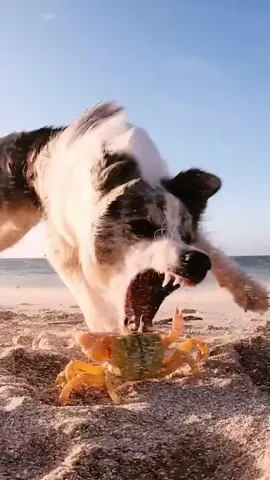 A wild Krabby appears in a sandstorm (no crab was hurt)