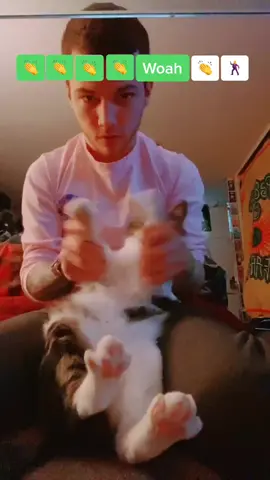 Dexters dance moves are out of this world show him some love #petlover #kitty #catsoftiktok #foryou #fyp