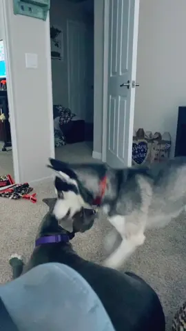 JUST PLAY WITH ME!!