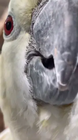 LWP TOURS - cockatoos part 3 🙈#fyp #foryoupage #foryou #tour #lincolnshirewildlifepark #animalkeeper #zoolife #parrots #animals #work