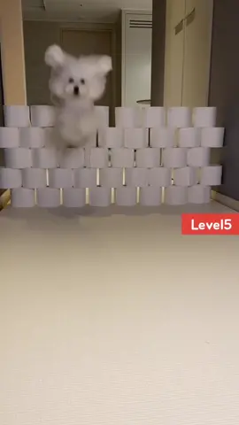 CEO of toilet paper #레벨업챌린지 #levelupchallenge #반려동물 #foryou #fyp #틱톡 #tiktok #meme #ara
