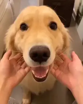 cuando estás aburrida y le agarras los cachetes a tu perro.jaja