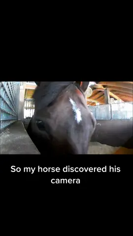 😳 #camera #horse #distancedance #fyp #foryou #horses #barnlife #equine #cv #jaws #caught #smallgestures