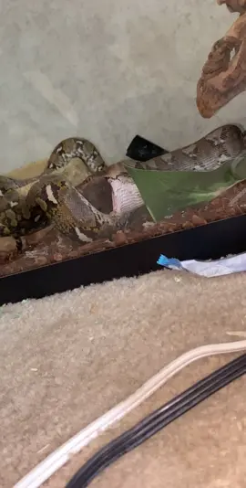 Just my beautiful reticulated python eating!! #fyp #snakes