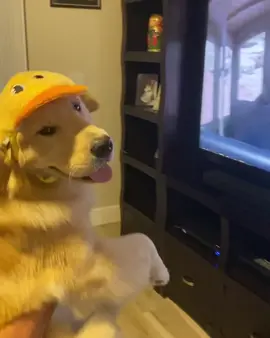 Grandpa took me to Disney 🥺 #lonelychair #tigerking #goldenretrievers #cute
