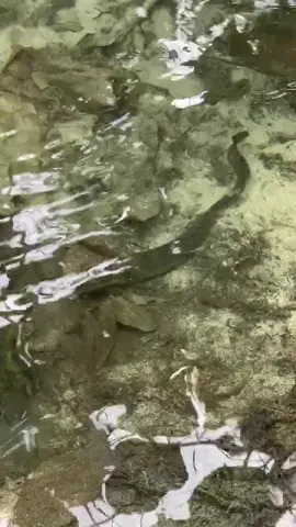 Creepy eel! 😱👀 #fish #fishing #jetreef #xyzbca #xyzbca #eel