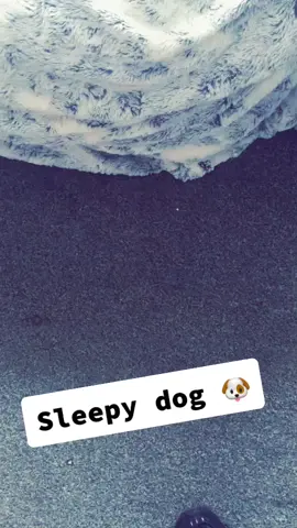 #beau#dogsoftiktok#sleepypup#fyp#goodmorning#cutedogsoftiktok#tired