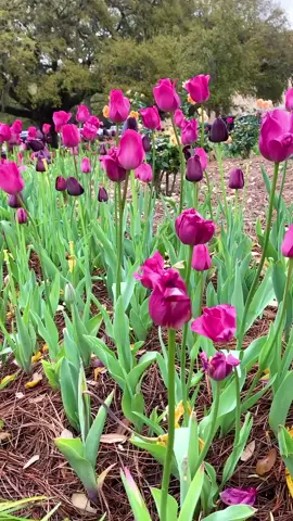 Bloomin’ at LSU 😍🌷 #flowers #nature #spring