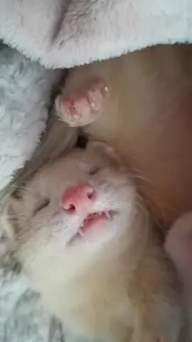 That can't be comfy! #cuteferret #stinkytheifweasle #iloveferrets #ferrets #catsnake #whiteferret #funnyferret #ferret #floofnoodle
