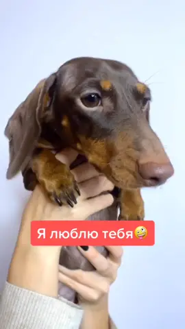 Пусть они знают, что ты их любишь❤️ #чапитося #tiktokrussia #PetsOfTikTok #собака #dachshund #отправьдругу