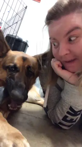 Her cuddles are the best 😍👌🏻 #fyp #foryou #foryoupage #reubekahvidz #germanshepherd #PetsOfTikTok #canipetthatdog #gsd