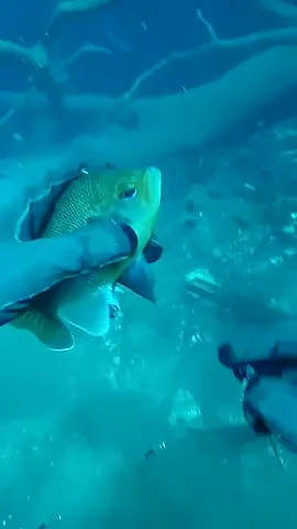 Scuba diving and fishing underwater should be a thing 🤣 #foryou #fishing