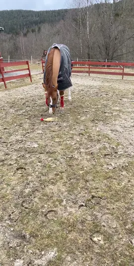 When you get a new toy😅🤷🏼‍♀️#foryou #fyp #foryoupage #horse #animal #happyhorse