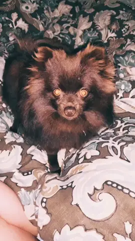 Puppy!!! #fyp #foryoupage #foryou #puppy #DecadesofHair #datingstorytime #WerkItFromHome #bringitback #shareyourplaylist