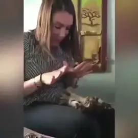 Diversión y felicidad al instante con este gatito bebe #gatito #mascota #animal #felicidad #ternura #lomaximo