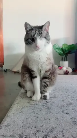 Would you be friends with this cat? #oneeye #oneeyedcat #tiktokcats #tiktokpets #cats #pets #cute #aww #PetsOfTikTok #catsoftiktok #animals #kitty #hi