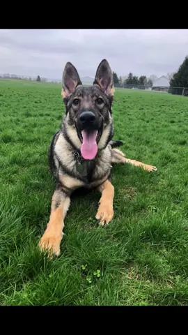He’s a real bad boy, trust me 😬 #DecadesofHair #wrestlemaniaentrance #CookieWithACause #killyourvibe #WerkItFromHome #badboy