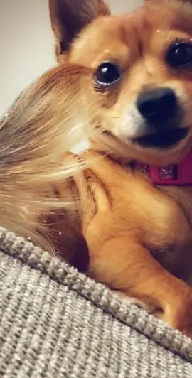 SHE REALLY ROLLED HER EYES AT ME 🙄 #brat #dogsoftiktok #eyeroll #fyp #foryoupage #foryou #dog