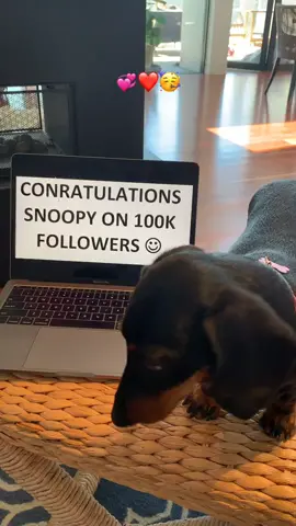 EVERYONE TAG @dailylifeofsnoopy #foryoupage #foryou #fyp #dogsoftiktok #cute #puppy #viral #tagthecreator