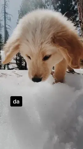 sry im l8 frens. found summa dis new stuff 2day #puppy #dogs #digsoftiktok #puppycheck #goldenretriever #killyourvibe #WerkItFromHome #fyp