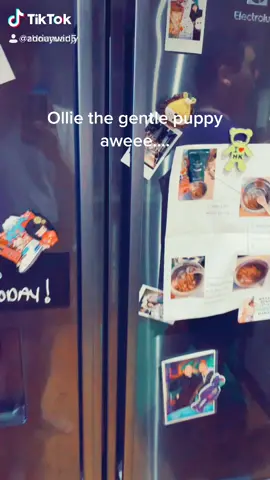 Ollie is so precious! Haha... #fyp #for #foryou #foryoupage #cavoodle #cavoodles #puppycheck #puppycheck #dogeggchallenge #dogsoftiktok