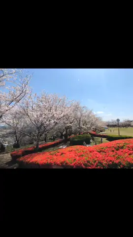#tiktokに春が来た #宮崎県#ごとーまき#さくら#癒す