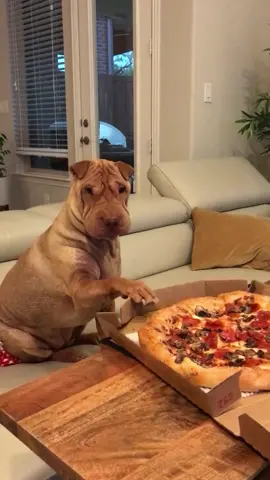#dogsoftiktok #pizza #mydog #foryourpage #fyp #learningtodog #doglover #sharpeilove