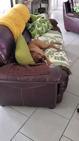when your dog is too lazy to greet you #levelup #foryoupage #fyp #thisisquitting #decadesofhair #werkitfromhome #killyourvibe #doggo #puppy