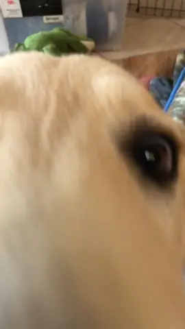 Taking “dog ate my homework” to a whole new level 😂😅😩 #quarantine #covid19 #dogatemytoiletpaper #fypage #werkitfromhome