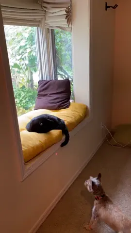 There’s always a line not to be crossed #nope #cute #dog #cat