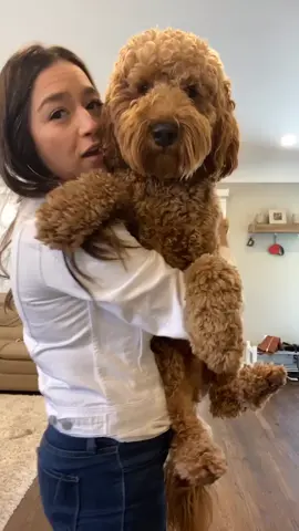 Someone come get this human. She’s lost her damn mind. #goldendoodle #fyp #dogsoftiktok #doggo #quarantine