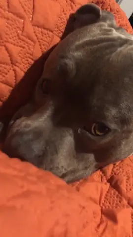 #adorable #puppycheck #dogsoftiktok #staffy #dog #fyp #foryoupage