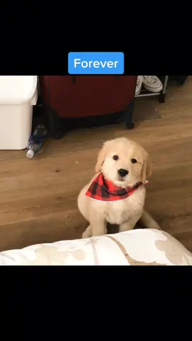 Do you want to be best friends?😃 #marleynyc #cutepuppy #DogTraining