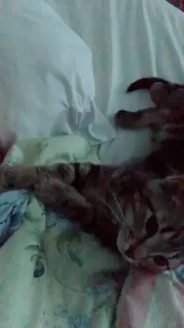 Y he so obsessed with my face tho #cat #cute#catsoftiktok