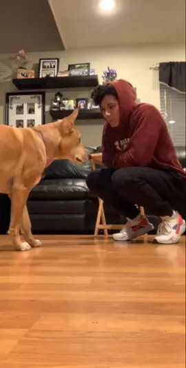 She was gassy 🥴 #dog #cute #doggo #fart #treat #fyp