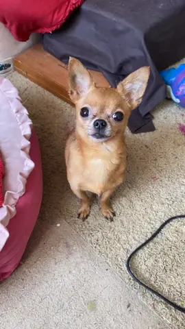 She just wants to be held #holdme #chihuahuasoftiktok #dogsoftiktok #chihuahuas #dogslife #pickmeup