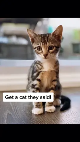 Love my crazy girl though 💖 #kittenlove #foryoutpage #fyp #greenscreen #greenscreenvideo