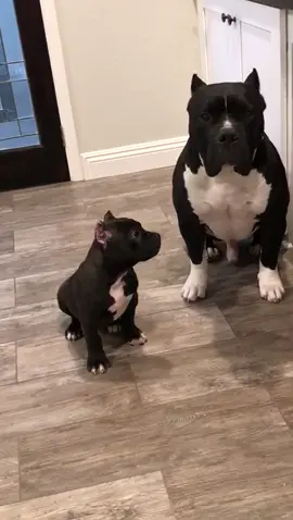 Puppy Love ❤️ @bossykennels #puppy #puppiesoftiktok #puppylove #Love #dog #dogsoftiktok #family #tiktok #pitbull #pitlove