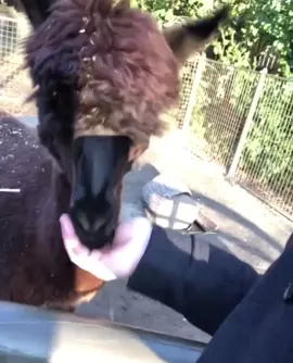 Alpaca bitch.