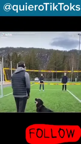 #volley #volleyball #sports #dog #meme #humor