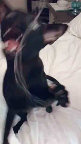 Dexter goes a bit crazy #catsoftiktok #indoorworkout  #lol #fyp #hobbikats #happyathome