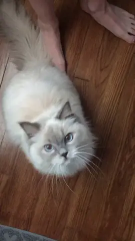I love her meows😻 #catsoftiktok #petlife #foryou