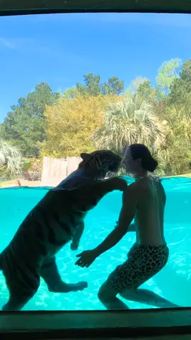 Swimming with my brother Amba 🐯🧡 #myrtlebeachsafari #siblingcheck #tiger #happyathome