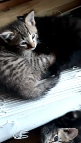 #lovemycats  #fyp  #catssleeping